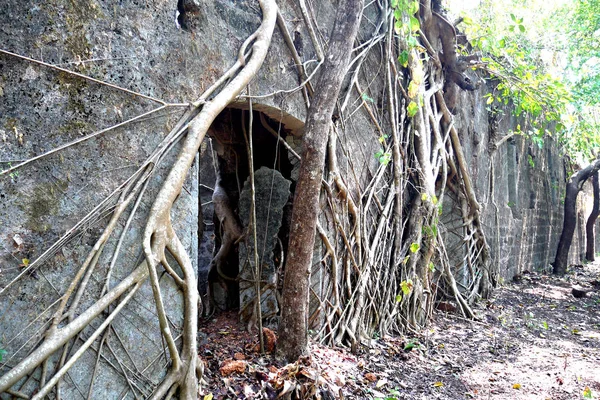 Stone walls of the old thrown fort overgrown with roots of trees