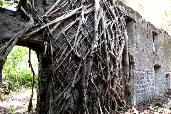 Kamienne Ściany Starego Fortu Wyrzucony Porośnięte Korzenie Drzew — Zdjęcie stockowe