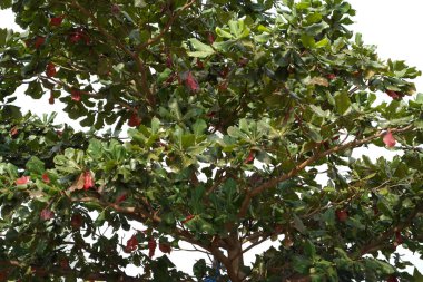 Yeşil ve kırmızı rengini Kronu büyük parlak ile Güney termofilik ağacının yaprakları