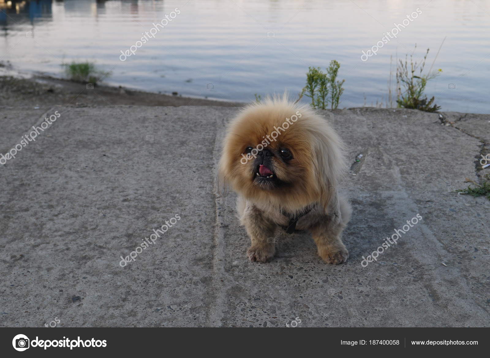 Short Haired Pekinese Sits River Bank Stock Photo C Dsve 187400058