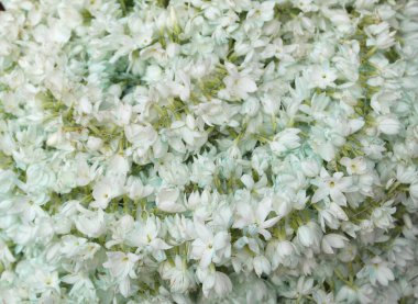 Bahar campanula'lar güzel ve parlak halı 