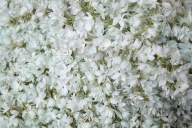 Bahar campanula'lar güzel ve parlak halı 