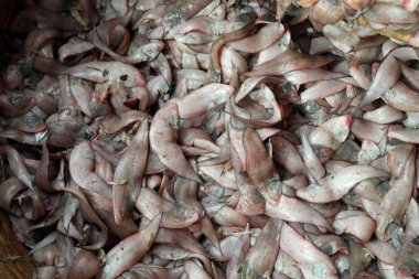 Hint Okyanusu'nun en lezzetli küçük balık küçük ve düz