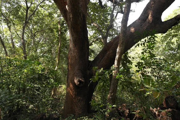 Hutan Hutan Hujan Yang Tidak Dapat Dilewati Dengan Vegetasi Lebat — Stok Foto