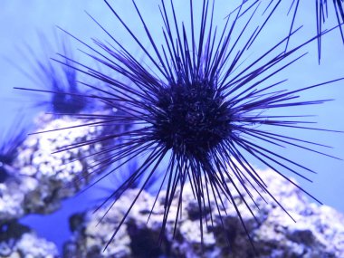 Ringa balığının dibinde uzun iğnelerle