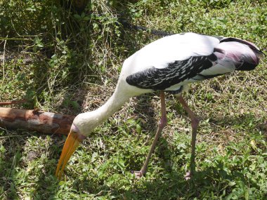 YELLOW-KEY AIST, ya da AIST-KLUVACH - küçük su cisimleri üzerinde yaşayan büyük bir kuş