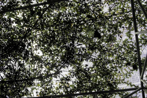 Mesh spar grown with green foliage of venting ivy