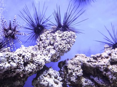 Suda yaşayanların çeşitli yaşamı deniz tabanında kaynıyor.