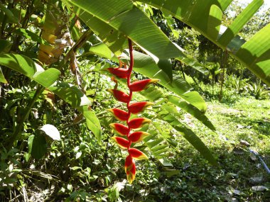 Helikonia 'nın rengi bitki dünyasının gerçek bir merakıdır: taç şeklindeki kakadu oyuklarına benzeyen, keskin yeşil sırtlara benzeyen, yarı açık kırmızı palmiye sivriliği..