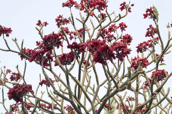 The cotton tree (Ceiba pentandra) is a tropical tree of the malva family.