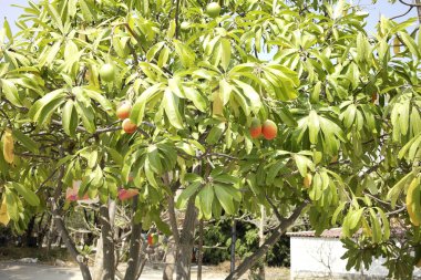 Asya ülkesindeki ağaçta yetişmiş mango meyveleri.