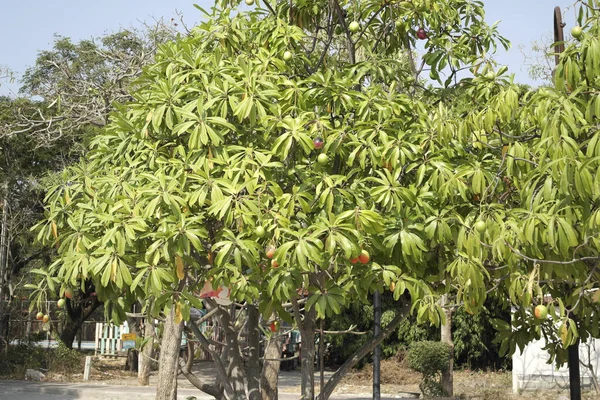 Asya Ülkesindeki Ağaçta Yetişmiş Mango Meyveleri — Stok fotoğraf