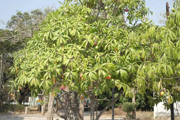 Asya Ülkesindeki Ağaçta Yetişmiş Mango Meyveleri — Stok fotoğraf