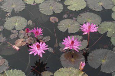 Cennet göllerini süsleyen nilüfer çiçekleri aslında insanların ruhlarıdır.
