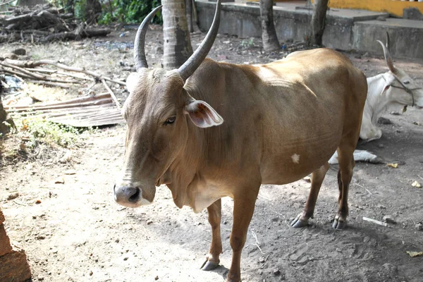 Krowy Wędrują Wolno Plaży Indiach — Zdjęcie stockowe