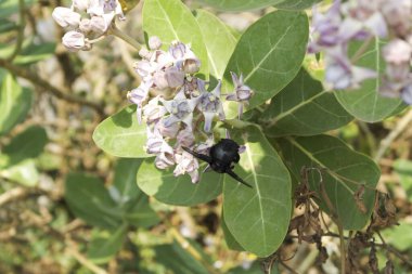 Calotropis, Asclepiadoideae familyasından Apocynaceae familyasından bir bitki cinsidir. Zehirli çalılar Tropikal Asya ve Kuzey Afrika 'dan geliyor..