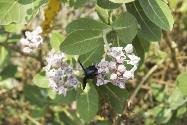 Calotropis Género Plantas Con Flores Perteneciente Familia Apocynaceae Los Arbustos —  Fotos de Stock