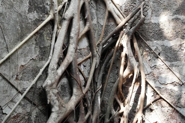 Hindistan Ağaçlarla Kaplanmış Eski Bir Portekiz Kalesi — Stok fotoğraf
