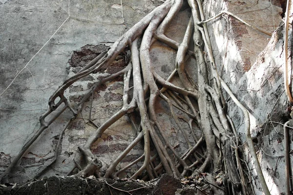Ένα Αρχαίο Πορτογαλικό Φρούριο Κατάφυτο Δέντρα Στην Ινδία — Φωτογραφία Αρχείου