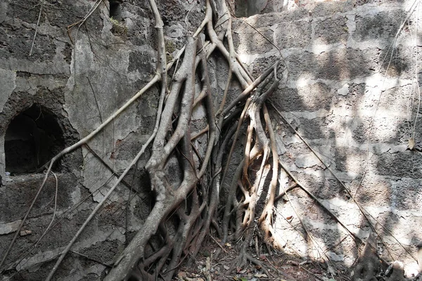 Een Oud Portugees Fort Begroeid Met Bomen India — Stockfoto