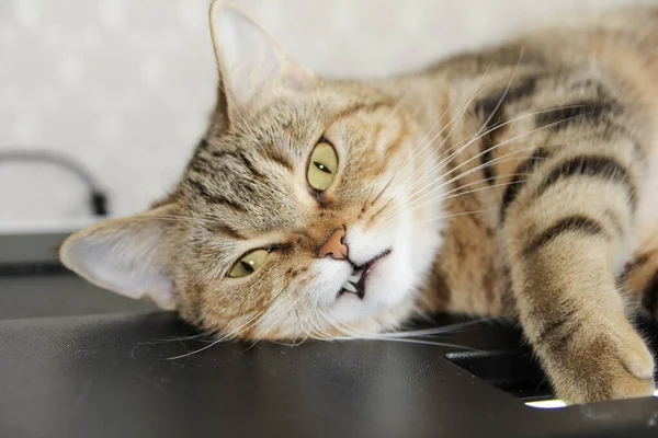 Ухоженная Домашняя Кошка Мирной Позе — стоковое фото