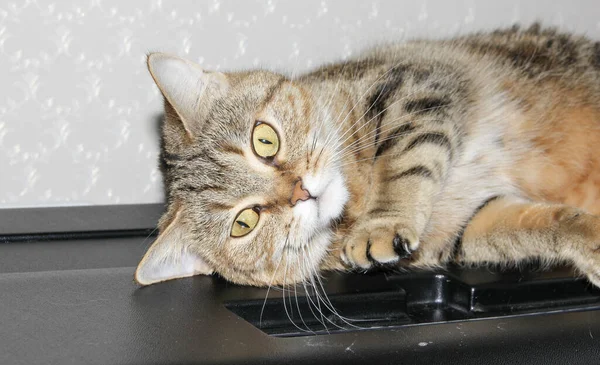 Egy Jól Ápolt Házi Macska Békés Testtartásban — Stock Fotó