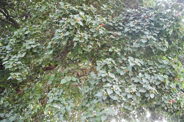 Plant Thespesia Membro Della Famiglia Mallow Hibiscus — Foto Stock