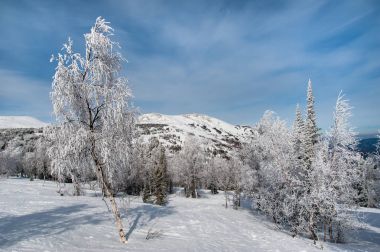 Ormandaki güzel kış manzarası