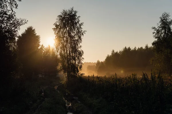 Niebla brumosa paisaje en el bosque por la mañana — Foto de Stock