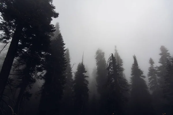 Mglista mgła w sosnowym lesie na zboczach gór. Tonowanie kolorów. — Zdjęcie stockowe