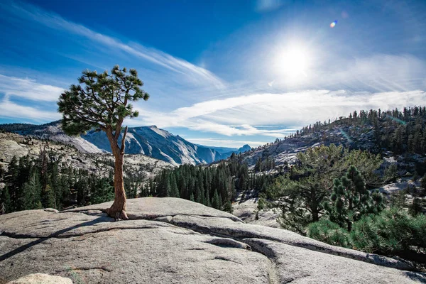Idylický strom v Olmsted Point v Yosemitském národním parku. — Stock fotografie