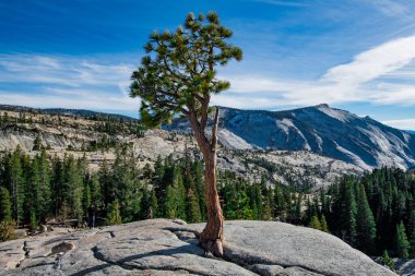 Yosemite Ulusal Parkı 'nın Olmsted noktasındaki Idyllic ağacı.