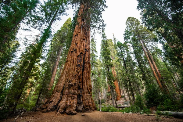 Bosque gigante brumoso en el Parque Nacional Sequoia — Foto de Stock