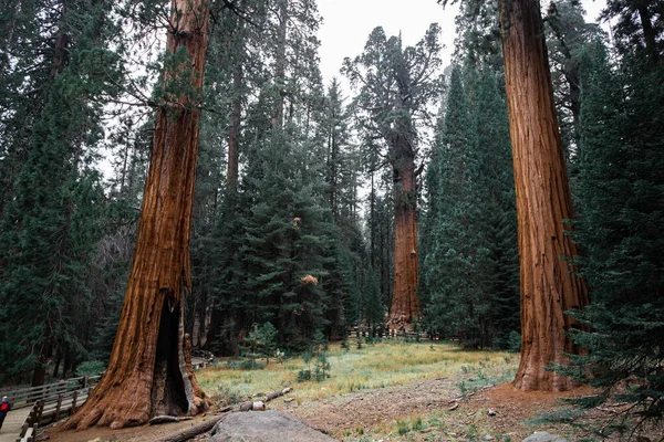 Top couronnes de séquoias géants prises d'en bas dans le parc national de Sequoia, Californie — Photo