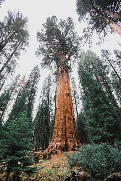 Vrcholky obřích sekvojových stromů pořízené zdola v Národním parku Sequoia, Kalifornie — Stock fotografie