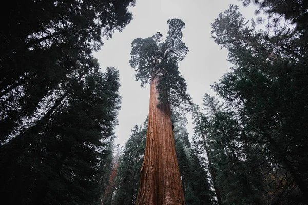 Forêt géante de Foggy dans le parc national de Sequoia — Photo