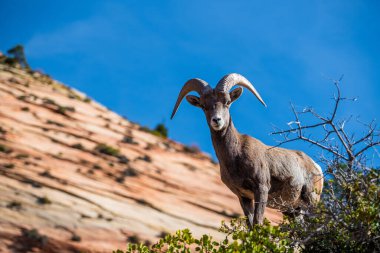 Utah, Zion Ulusal Parkı 'ndaki Superstition Dağları' nın kıyısında duran güzel Bighorn Koyunları.