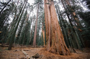 Sequoia Ulusal Parkı, Kaliforniya 'da sisli bir öğleden sonra yerden yükselen dev sekoya ağaçları.