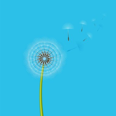 Karahindiba meltem esiyor. Vektör çizim.