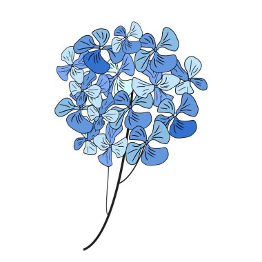 Ortanca çiçekleri beyaz arka plan üzerinde izole. Vektör çizim.