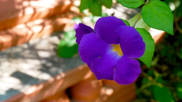 Fleur Violette Dans Jardin — Photo