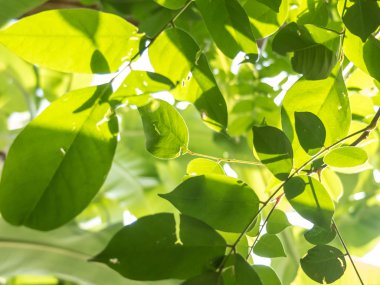 Güneş ışığıyla yeşil yapraklar