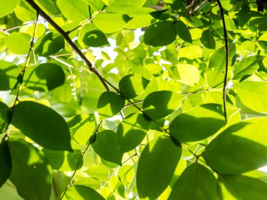 Güneş ışığıyla yeşil yapraklar