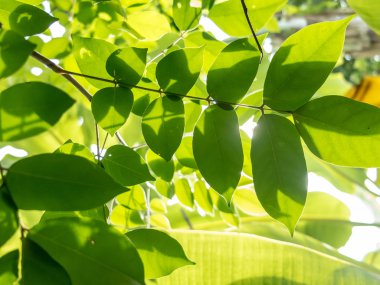 Güneş ışığıyla yeşil yapraklar