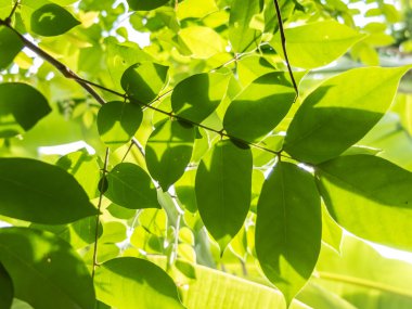Güneş ışığıyla yeşil yapraklar