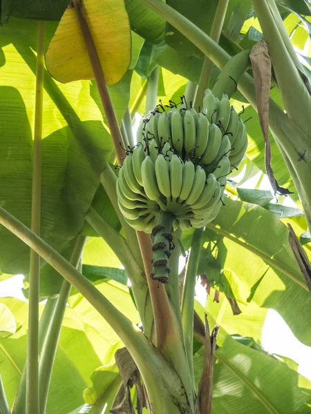 raw banana hanging in the tree
