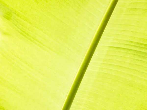 banana leaf detail