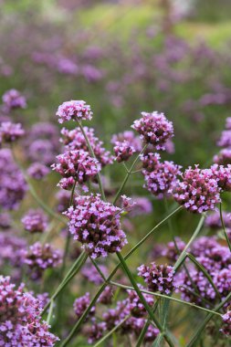 Grup küçük mor çiçekler