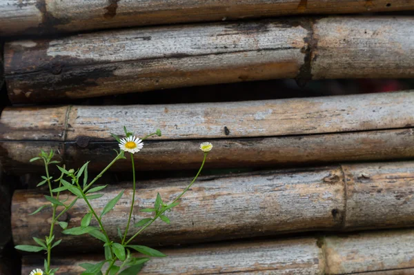 Öreg bambusz kerítés kis fehér virágokkal — Stock Fotó