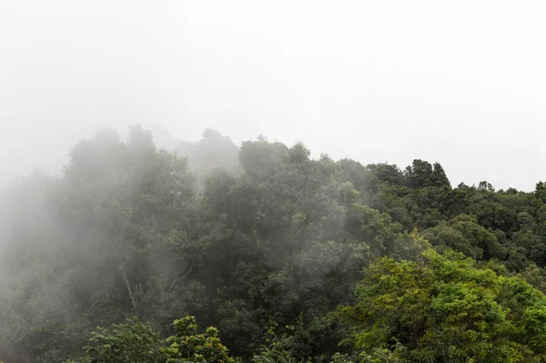 Nevoeiro no moring com floresta verde colorida — Fotografia de Stock